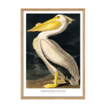 John James Audubon plakat