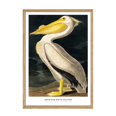 American White Pelican Plakat