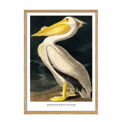 American White Pelican Plakat