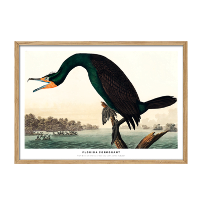 Florida Cormorant Plakat