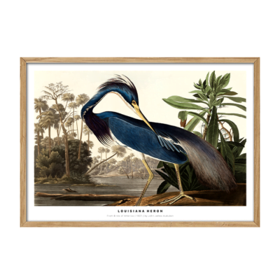 Louisiana Heron Plakat
