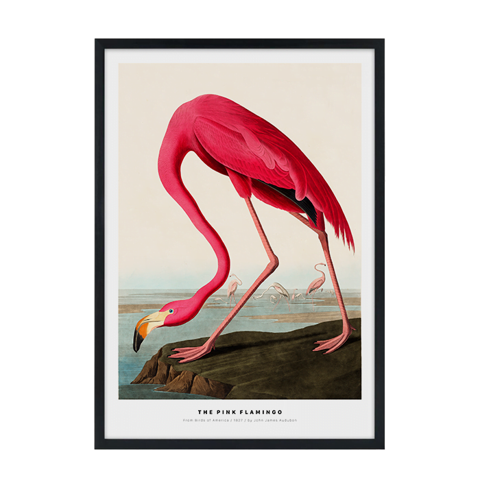 The Pink Flamingo Plakat
