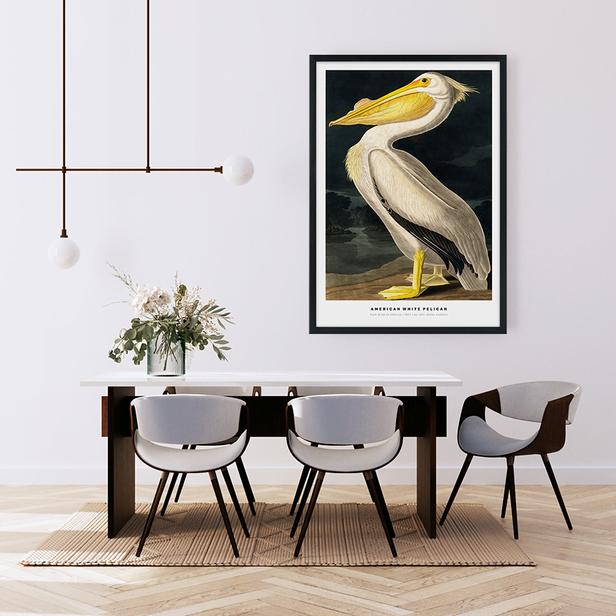 American White Pelican Plakat