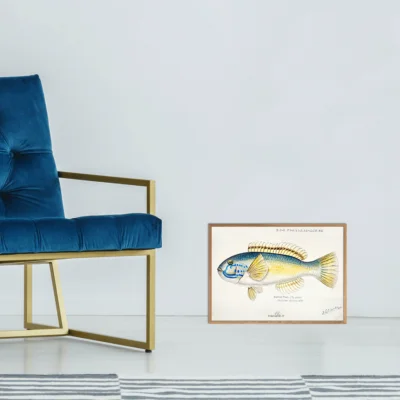 Papegøje Fisk