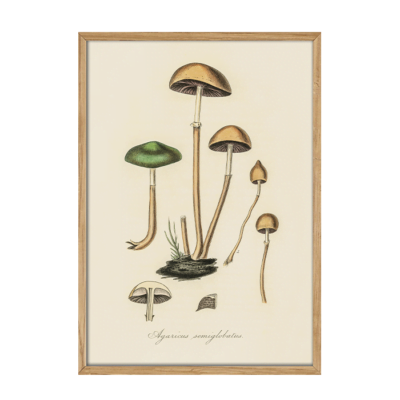 Vintage plakater med svampe