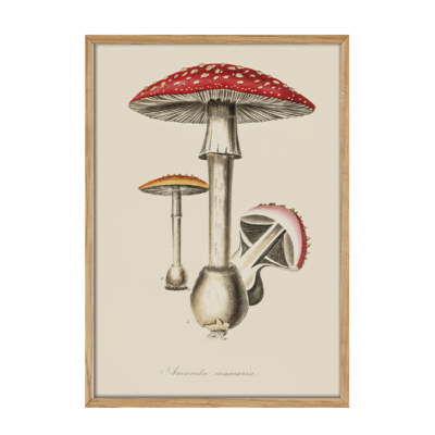 Vintage plakater med svampe