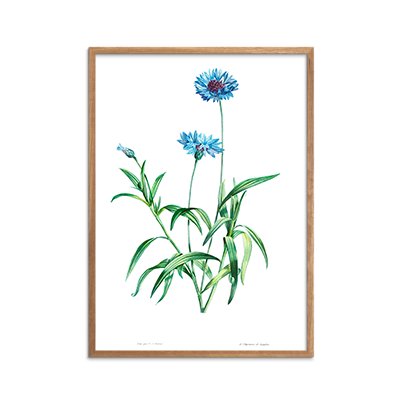 Blue Flower Plakat