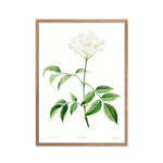 Elderflowers Plakat