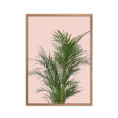 Palme