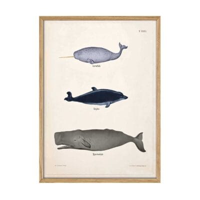 Narhval, Delfin, Kaskelot - T.XXXI - Theod. Breidwiser F. Gerasch - 1889 Plakat - Image 1