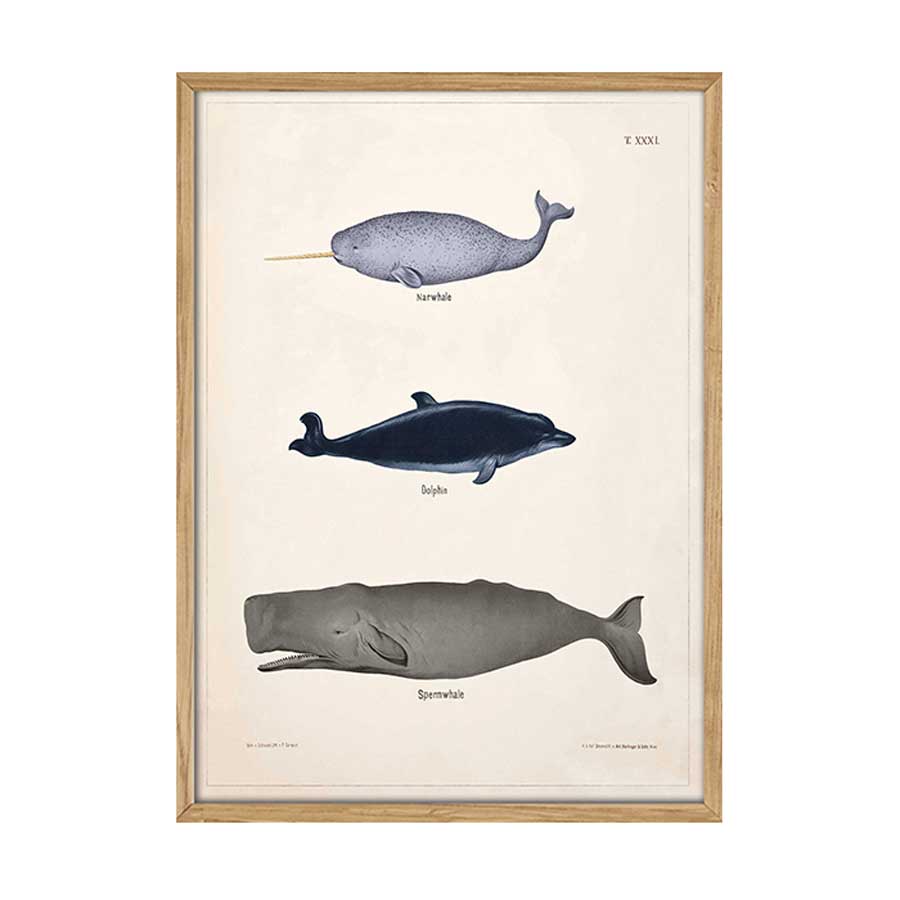 Narhval,-delfin,-kaskelot---T.XXXI---Theod.-Breidwiser-F.-Gerasch---1889