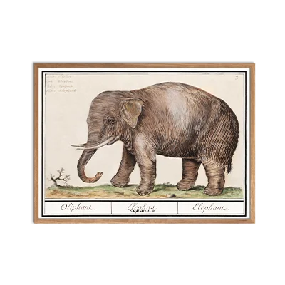 Elefant