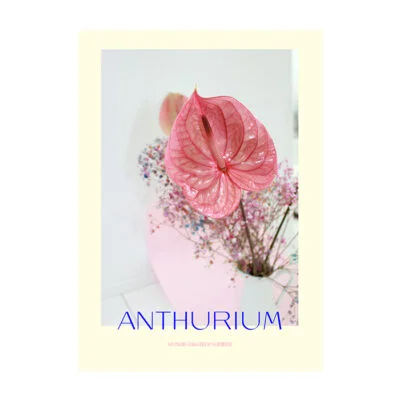 Anthurium I Plakat